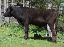 Black Wagyu bull for sale